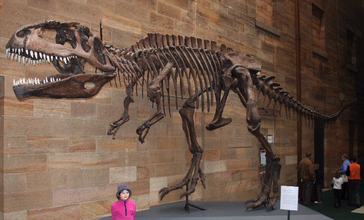 A kid exploring dinosaur skeletons at the Australian Museum