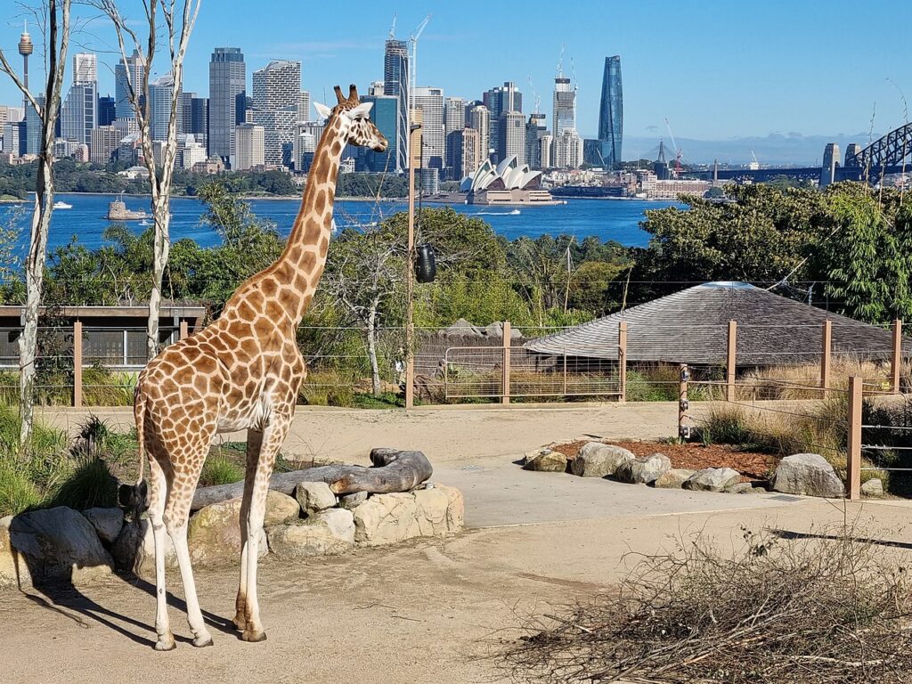 Giraffes in Taronga Zoo
